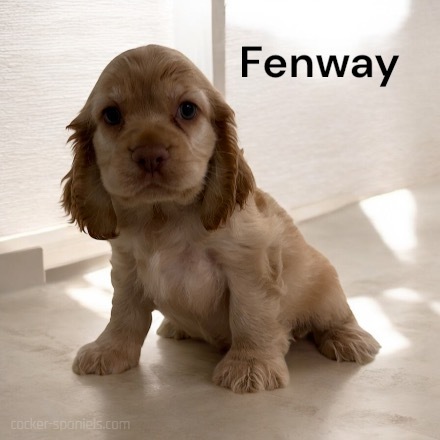 puppy, for, sale, Cocker Spaniel, Joe & Cherri  Overlease, dog, breeder, Miller, MO, dog-breeder, puppy-for-sale, forsale, nearby, find, puppyfind, locator, puppylocator, aca